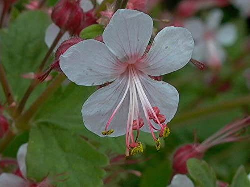 GARTEN SCHLÜTER® Storchschnabel 'Spessart'