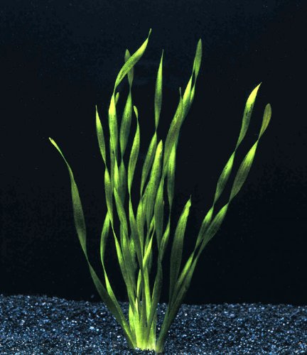 Verschiedene Arten von VALLISNERIA x5 - Aquarienpflanzen