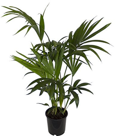 Dominik Blumen und Pflanzen, Zimmerpflanzen Kentia-Palme, Howea forsteriana, 1 Pflanze, 3 l Topf, ca.60-80 cm hoch