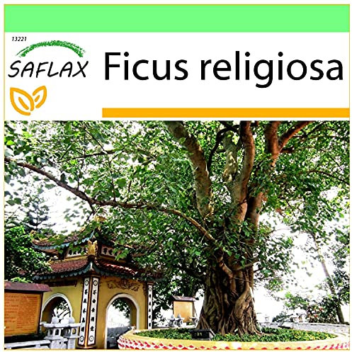 SAFLAX - Fico sacro - 100 semi - Ficus religiosa