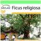 SAFLAX - Higuera sagrada - 100 semillas - Ficus religiosa