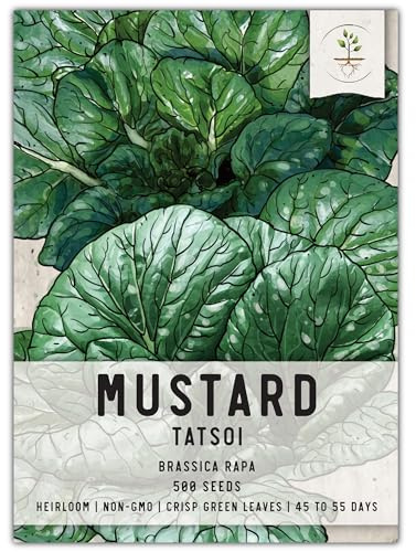 Seed Needs Mustard Seeds for Planting Tatsoi Mustard Greens - Non-GMO Heirloom & Untreated - Cool Weather Crops to Grow Outdoors in a Spring or Fall Garden (1 Pack)