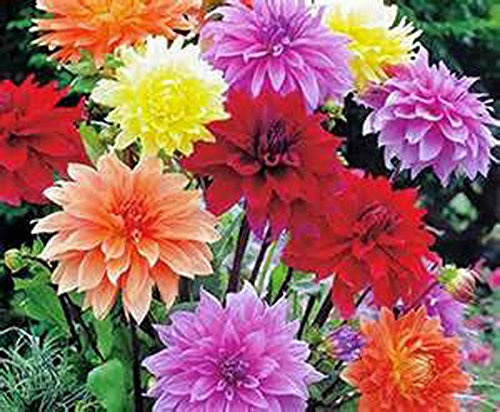 Dahlia, Root, DINNERPLATE Mix, Pack of 10 (Ten), Easy to Grow, Dahlias, Dahlia Bulb