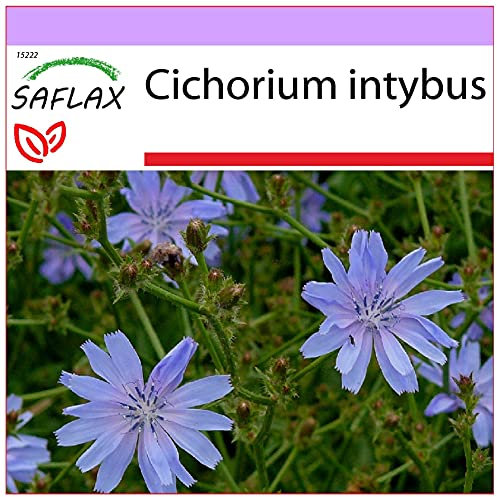 SAFLAX - Chicory - 250 Seeds - Cichorium intybus