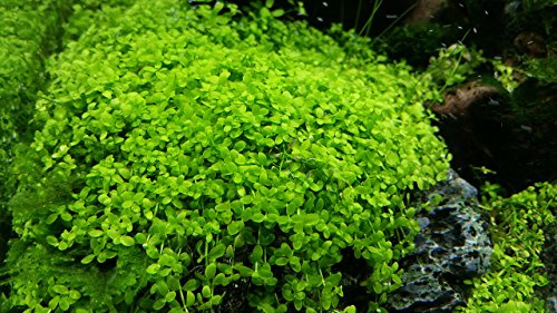 MicranthemumMonte Carlo - 1 Bunch - Live aquarium plant