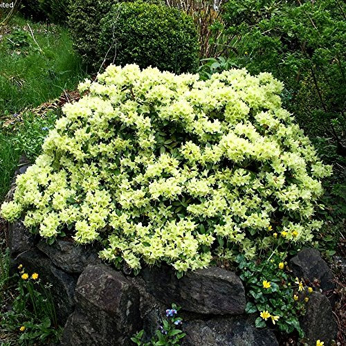 1 X Rhododendron 'Shamrock' Evergreen Bushy Shrub Hardy Garden Plant in Pot