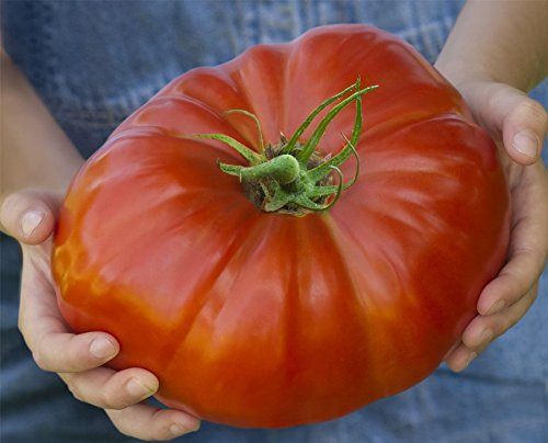 JustSeed - Vegetable - Tomato - Gigantomo - 10 Seeds