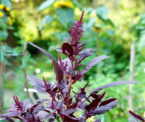 Garten-Fuchsschwanz Velvet Curtains – Amaranthus cruentus – 500 Samen | Amarant