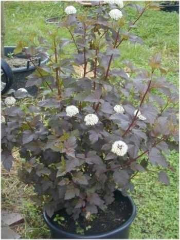 Teufelsstrauch Physocarpus opolifolius Diabolo -R- 80 cm hoch im 3 Liter Pflanzcontainer