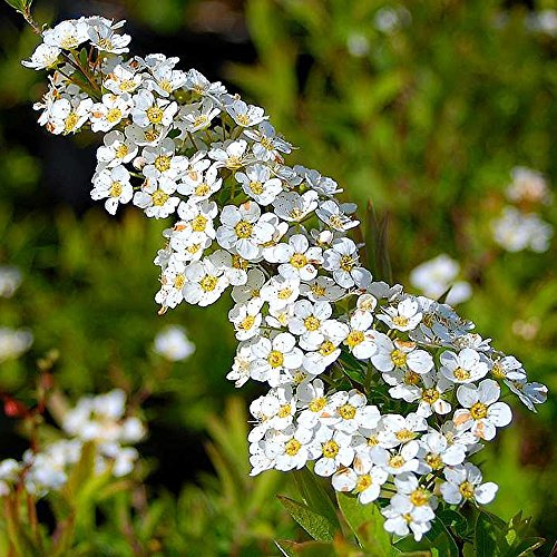 1 X Spiraea 'ARGUTA' Bridal Wreath DECIDUOUS Shrub Hardy Garden Plant in Pot