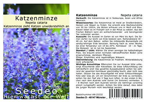 Seedeo Katzenminze (Nepeta cataria) ca. 1000 Samen