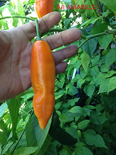 Idroponica Semi di Peperoncino Aji Amarillo