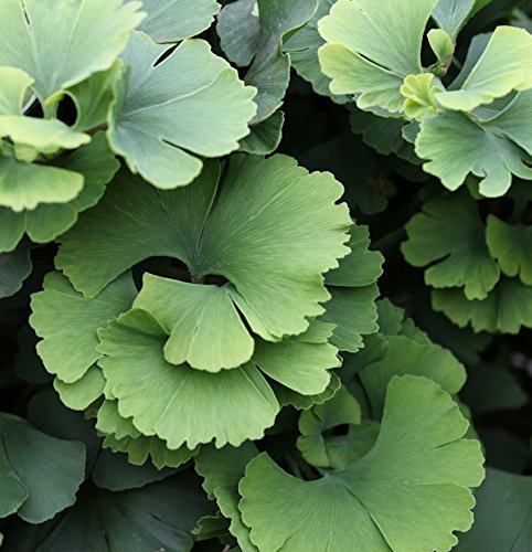 Ginkgo biloba 'Troll' 40–60 cm – Winterhart, Mehrjährig, Pflegeleicht – Fächerblattbaum – Kübelpflanze für Terrasse & Balkon
