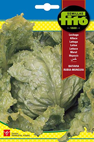 Semillas Fitó 2605 - Semillas de Lechuga Batavia Rubia Munguia