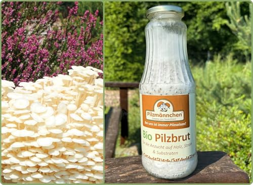 Bio Enoki Körnerbrut - Pilze selber züchten