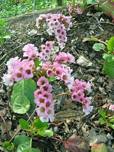 Staudenkulturen Wauschkuhn Bergenia Hybride 'Silberlicht' - Bergenie - Staude im 11cm Topf