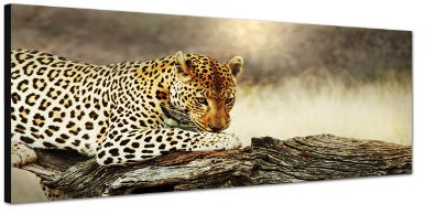Augenblicke Wandbilder Keilrahmenbild Wandbild 150x50cm Leopard Baumstamm Afrika Wildnis