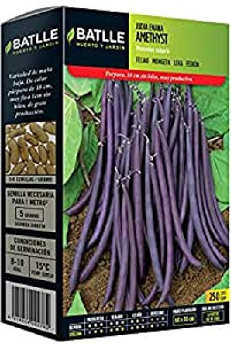 Semi Battle – Fagiolo Enana