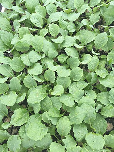 Wirsing, Wirsing Pflanzen im 10er Set