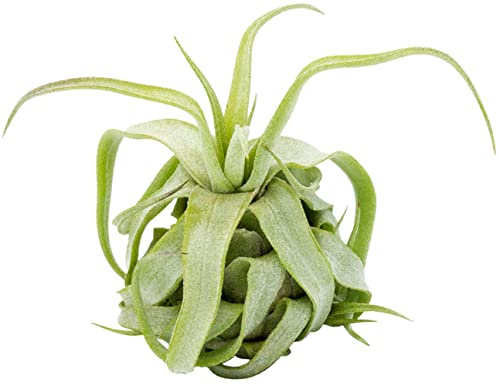 Tillandsia streptophylla, plantes d'intérieur