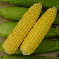 PREMIER SEEDS DIRECT - Sweetcorn - EARLIBIRD F1-70 Finest Seeds
