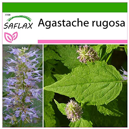 SAFLAX - Menta coreana - 1200 semi - Con substrato - Agastache rugosa