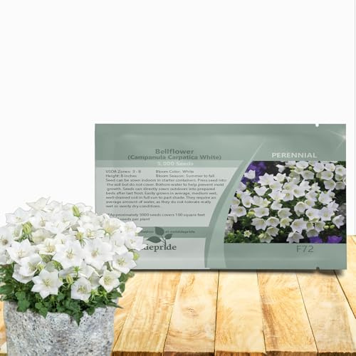 Outsidepride White Bellflower Seeds for Planting - 5000 Pcs Perennial Mat-Forming Flower Seeds with Bell Shaped Blooms & Low Growth Habit for Edging Pollinator Gardens, Containers, & Borders