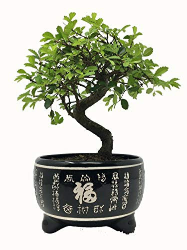 Chinese Elm Bonsai Tree in Black Ceramic Pot - Including Pot 25-35cm