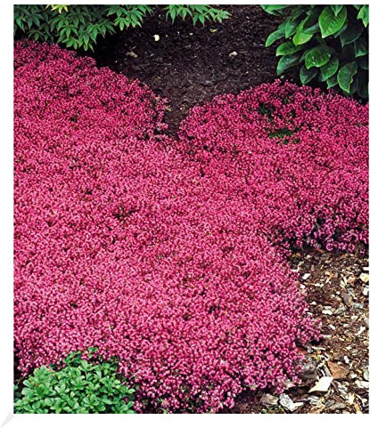 3 x BALDUR Garten Winterhart Bodendecker-Thymian, 3 Pflanzen Thymus, Sandthymian, wir empfehlen 4-5 Pflanzen auf 1 qm, winterhart, Bodendecker, trockenresistent, mehrjährig, bienenfreundlich, blühend