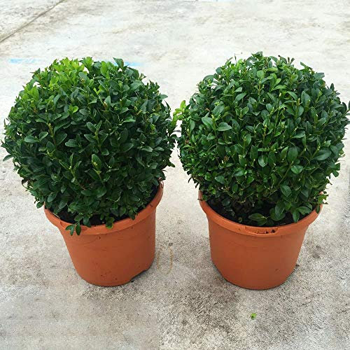 GardenersDream Buxus Sempervirens Ball Plants - Pair of Real Topiary - Outdoor Garden Ready Hardy Shrubs - Ornamental Evergreen Live Plants for Patios and Borders (20cm Diameter)