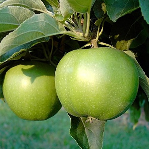 Granny Smith Apfel für warme Lagen Halbstamm 150-170 cm 10 L Topf Unterlage M7