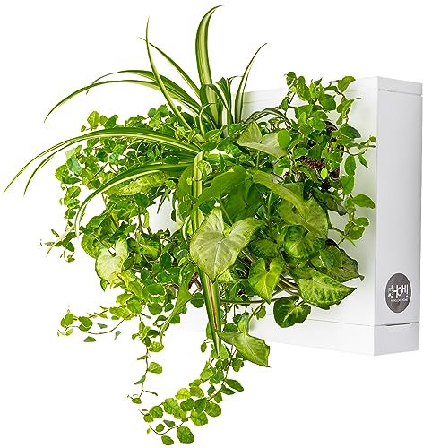 Ortisgreen HOH! DIY-Pflanzenbox aus ABS-Kunststoff für 6 Pflanzen in weiße, inklusive natürlichem Substrat (Sphagnum-Moos) und Anleitung.