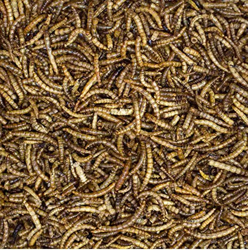 Doublure (Prix de base 10,40 Euro/KG) – 5,0 kg de farine würmer Sèche-linge, reptile, les rongeurs