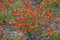 Cytisus scoparius Lena - Gelboranger Ginster - Edelginster - Schmuckginster - Besenginster - Brambusch - Geißklee