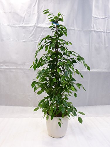[Palmenlager] - Ficus benjaminiExotica 160/170 cm/Zimmerpflanze