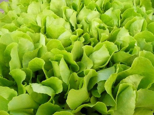 3000 Loose Leaf Green Grand Rapids Lettuce Lactuca Sativa Vegetable Seeds