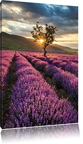 Pixxprint Traumhafte Lavendel Provence mit einsamen Baum, Größe: 80x60cm, Leinwandbild, fertig gespannt, Wandbild, Dekoration, Kunstdruck, kein Poster