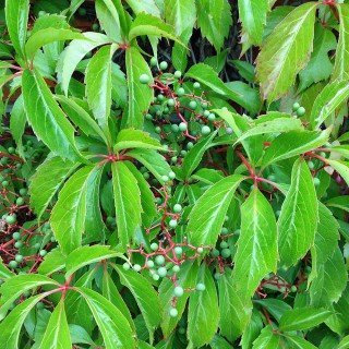 Parthenocissus quinquefolia 'Engelmannii' – Winterhart, Mehrjährig, Pflegeleicht – Wilder Wein/Jungfernrebe – Kletterpflanze für Fassade & Rankhilfe