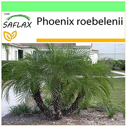 SAFLAX - Pigmy Date Palm - 25 Seeds - Phoenix roebelenii