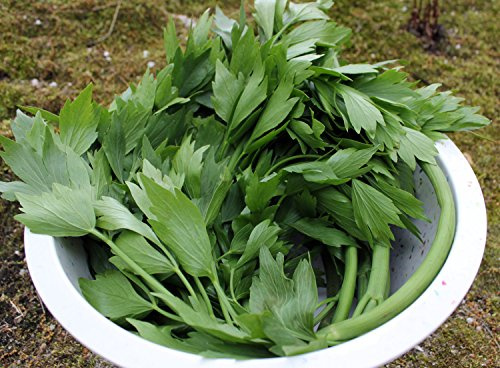 Heirloom Herb Lovage Seeds