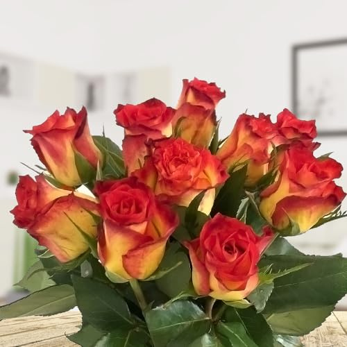 10 langstielige zweifarbige gelb-rote Rosen | Frische gelb-rote Rosen, inklusive Grußkarte