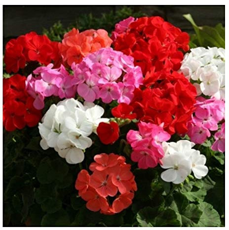 PREMIER SEEDS DIRECT - Geranium F1 Seeds - Horizon Mix (100 Seeds)
