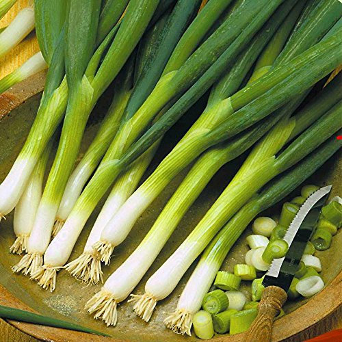 Oignon poireau Ishikura - 1 sac de graine
