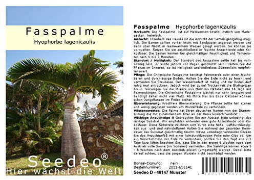 Seedeo Fasspalme (Hyophorbe lagenicaulis) 5 Samen