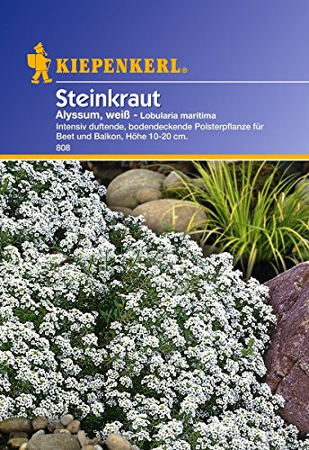 Kiepenkerl Steinkraut Alyssum, weiß
