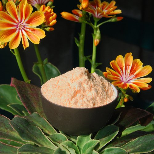 Acerola Pulver mit 17% natürlichem Vit. C 100g