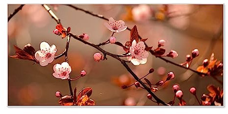 banjado Magnettafel weiß 78 x 37cm / Magnetwand Metall/Magnetpinnwand als Memoboard/Pinnwand Magnettafel Küche, Büro, Kinderzimmer inkl. 4 Magnete & Montageset - Motiv Blühender Kirschzweig