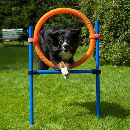 Dog Agility Sprungring