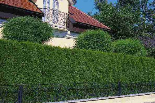 Thuja Lebensbaum Brabant 30-40 cm 50 St. Hecke Heckenpflanze