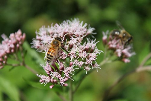 WASSERPFLANZEN WOLFF - Eupatorium cannabinum - winterhart - Wasserdost - Kunigundenkraut - Wasserhanf, rosa - QUALITÄTSSTAUDE durchwurzelt im 9x9cm Topf – heimisch - winterhart